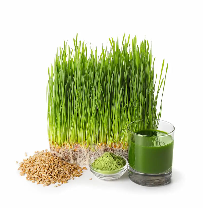 Wheatgrass in Ayurveda Benefits, Uses & Side Effects
